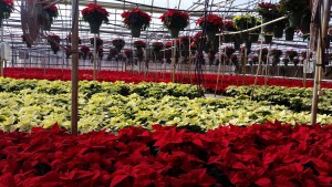 poinsettias